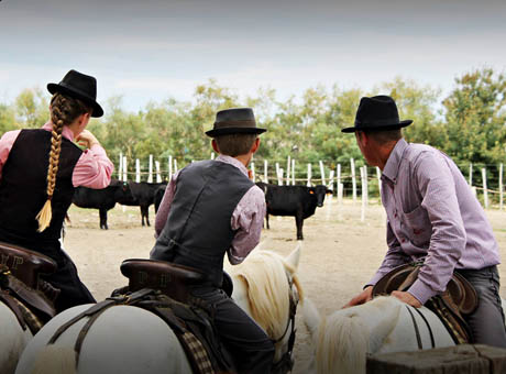  Sellerie camarguaise 